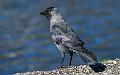 Kaie - Western Jackdaw (Corvus monedula)